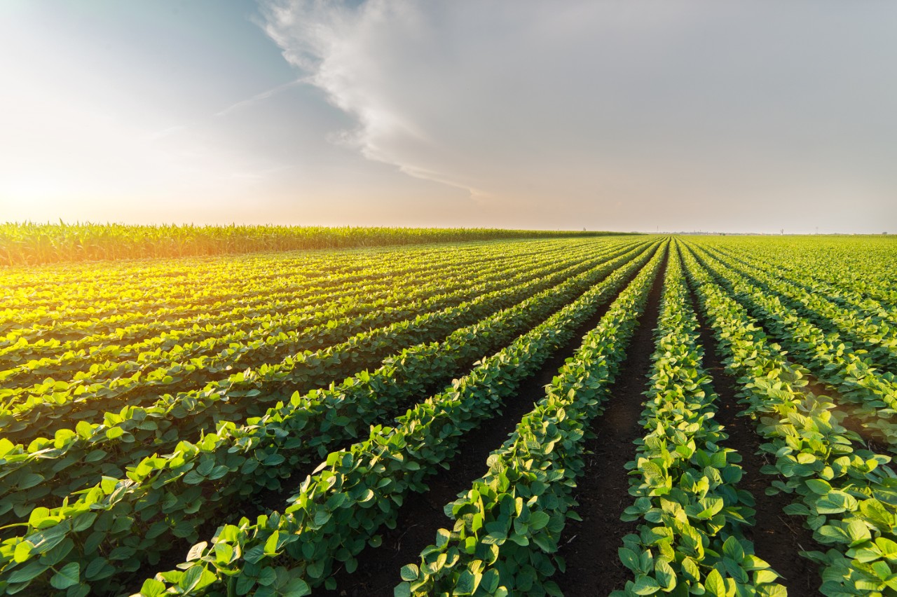 Agricultural soy plantation on sunny day - Green growing soybeans plant against sunlight